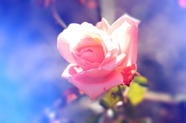 Similar image 21115934