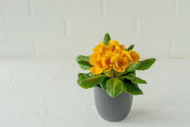 Similar image 21124255