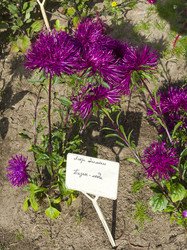 Similar image 21117215