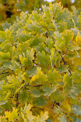 Similar image 21115947