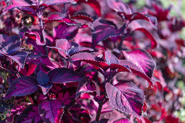 Similar image 21124356