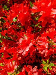 Similar image 21118399