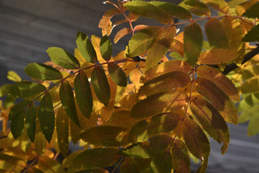 Similar image 21119376