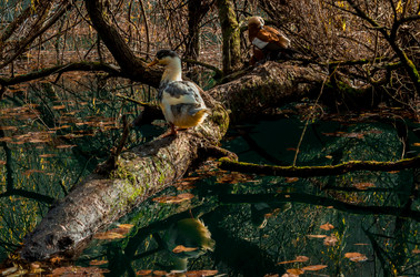 Similar image 21121935