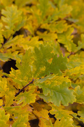 Similar image 21121767