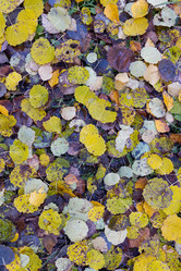 Similar image 21121768