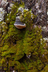 Similar image 21121769