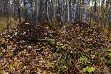 Similar image 21121770