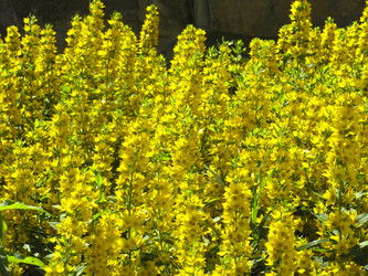 Similar image 21129844