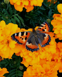 Similar image 21126265