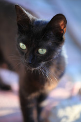 Similar image 21130784