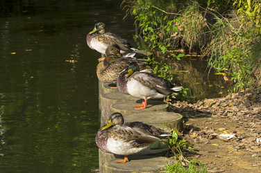 Similar image 21126411