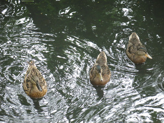 Similar image 21130094