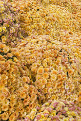 Similar image 21127263