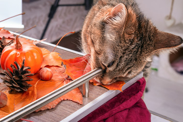 Similar image 21127831