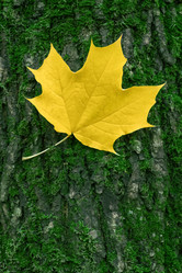 Similar image 21127879