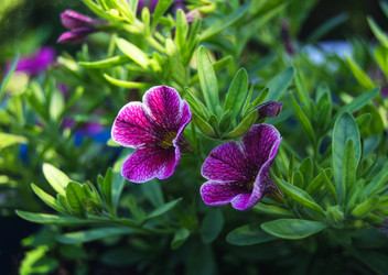 Similar image 21130156