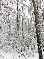 Similar image 21156252