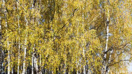 Similar image 21133600