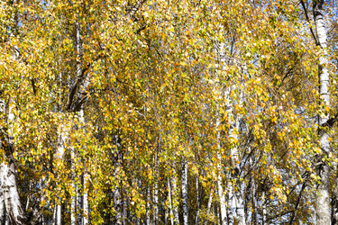 Similar image 21133601