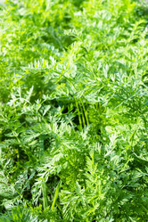 Similar image 21155859