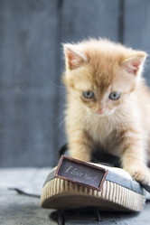 Similar image 21135072