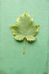 Similar image 21135279