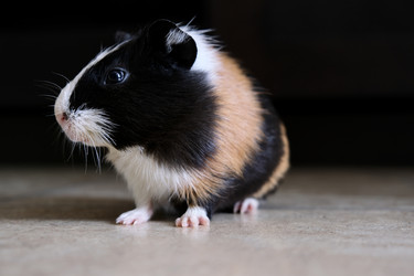 Similar image 21168366