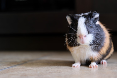 Similar image 21168367