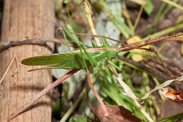 Similar image 21171295