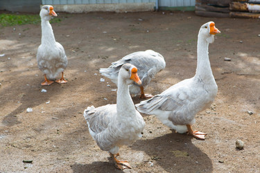 Similar image 21179919