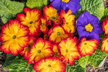 Similar image 21138033