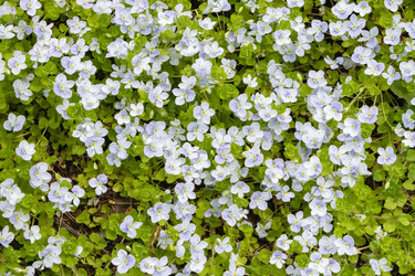 Similar image 21135619