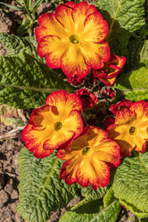 Similar image 21135656