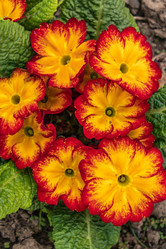 Similar image 21138056