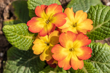 Similar image 21135681