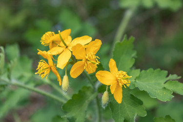 Similar image 21135709