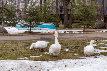 Similar image 21135724