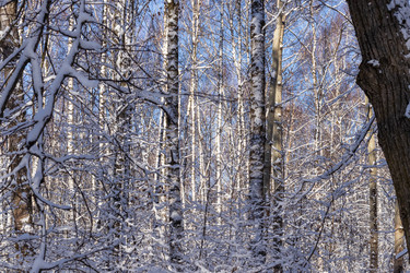 Similar image 21166666