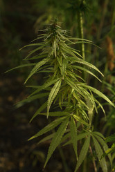 Similar image 21135737