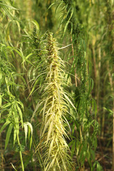 Similar image 21135738