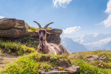 Similar image 21166796