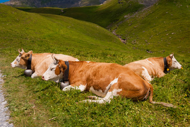 Similar image 21166802