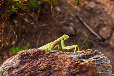 Similar image 21169496