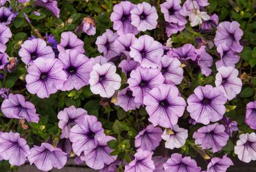 Similar image 21169497