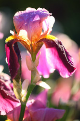 Similar image 21200298