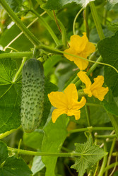 Similar image 21166537