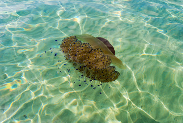 Similar image 21169391