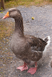 Similar image 21169567