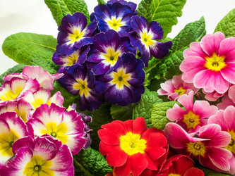 Similar image 21166585